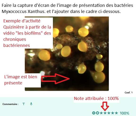 Image / vignette